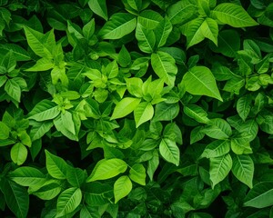 Fototapeta na wymiar Natural green background leafs on corner