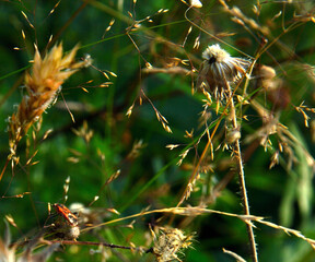lumi&egrave;res  et ombres d' aout dans un bois du Parc du Pilat, fleur s&egrave;che et gendarme