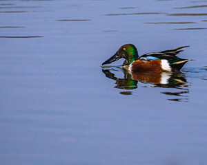 A northern Shoveler