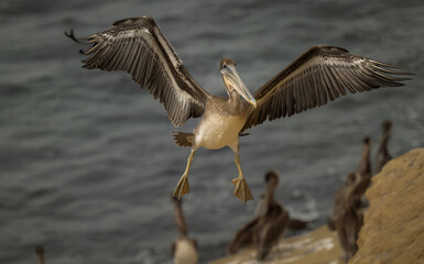 2023-08-19 A ADULT BROWN PELICAN COMING IN FOR A LANDING WITH ITS WINGS SPREAD WIDE AT THE LA JOLLA COVE IN SAN DIEGO CALIFORNIA