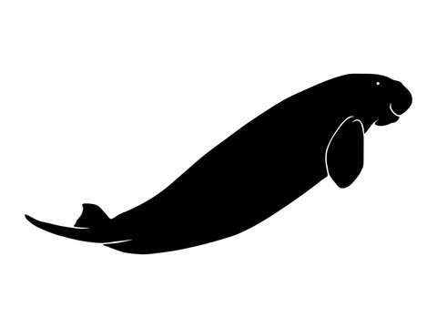 Dugong. Dugong dugon