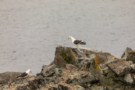 Two Adult and One Chick Kelp Gulls on a Rocky Ledge Near the Ocean, Half Moon Island, South Shetlands Islands, Antarctica