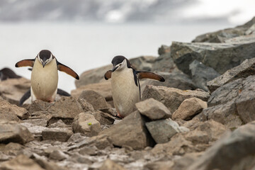 Fototapeta premium Two Chinstrap Penguins Climbing on Jagged Rocks on Half Moon Island, South Shetland Islands, Antarctica