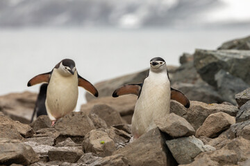 Closeup of Two Chinstrap Penguins Walking Through Gray Rocks and Boulders, Half Moon Island, South Shetland Islands, Antarctica