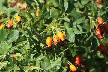 rose hip or rosehip is the accessory fruit of the various species of rose plant.