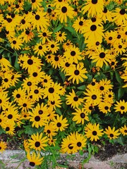 yellow flowers background