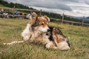 A tired brown stray dog on the top of the mountain in a windy day in Carpathian mountains, Ukraine