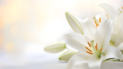 white lily on blurred background