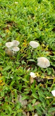 moss on the ground