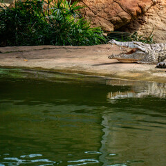small river in the forest and a big mouth