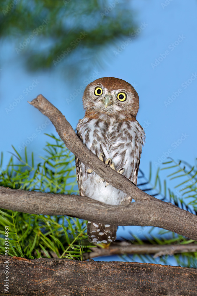 Poster A small pearl-spotted owlet (Glaucidium perlatum) perched on a branch, South Africa.