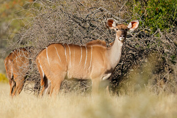 Female kudu antelope (Tragelaphus strepsiceros) in natural habitat, South Africa.