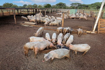 Pigs feeding in pens on a rural pig farm of rural Namibia.
