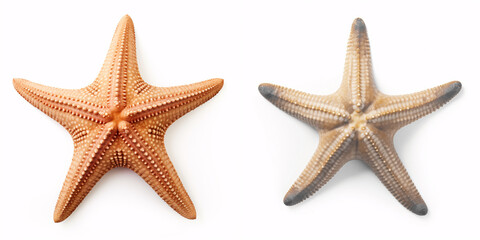 Isolated starfish on a white background: ocean, sea, beach - perfect for summer vacation design. Flat lay, top view, with subtle shadows.