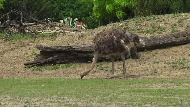 An ostrich nibbles grass in an enclosure in the city.