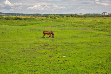 Lone brown horse grazing in the meadow