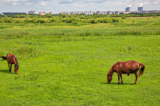 Herd of brown horses grazing in the meadow