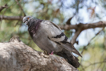 An ordinary pigeon hiding in the shade of a tree on a hot day.