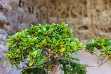 A small very intensely green tree with rocks in the background.