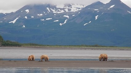Coastal brown bears on tidal flats