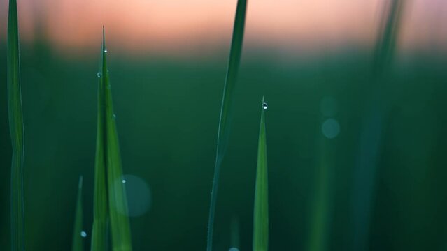 Grass leaves swinging in the wind at dusk . As the sun dips below the horizon, casting a golden glow over the landscape, the grass leaves sway gently in the breeze.