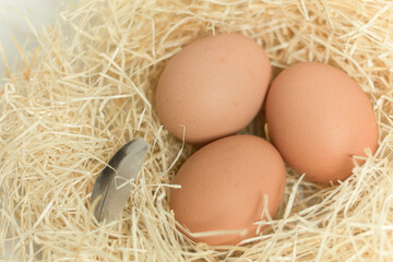 A nest with chicken eggs in a chicken coop