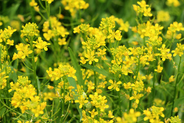 Obraz premium Water horseradish (Rorippa) grows in nature