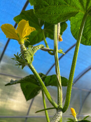borage blooms in a greenhouse on a closed ground