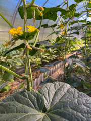 borage blooms in a greenhouse on a closed ground