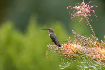 Close up view of an Anna's hummingbird in Southern California