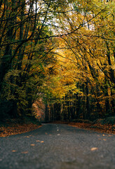Empty Road in Autumn in Ireland with Colorful Leaves and Trees