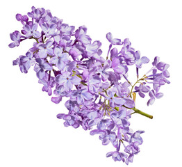 violet lush spring branch of lilac flower on white