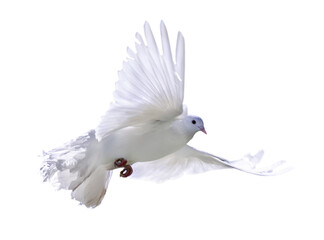 isolated flying pure white pigeon with lush tail