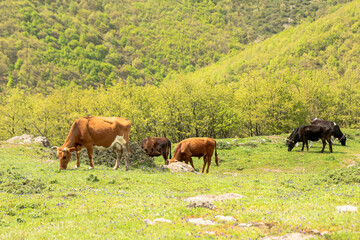 Fototapeta na wymiar Grazing cows under the blue sky ,brown calf eating green grass
