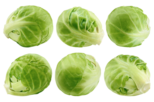 Brussel sprout isolated on white background, full depth of field