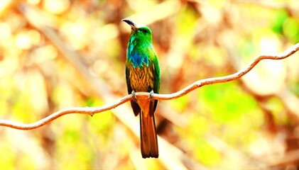 yellow billed toucan