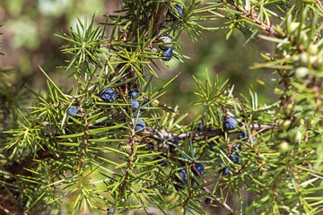 Juniperus Communis branch with berries,Common Juniper,a species of small tree or shrub in the...