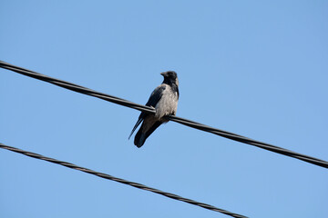 Crow on a wire