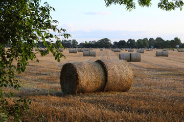 Bales of hay on farmland on a summers evening in the UK Near Selby North Yorkshire