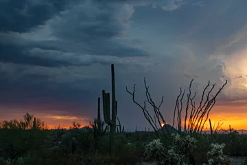 Poster Sonoran desert monsoon storm at sunset © Tonia