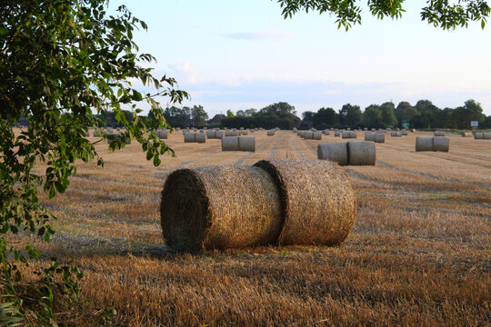 Bales of hay on farmland on a summers evening in the UK Near Selby North Yorkshire