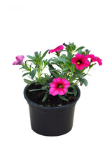 Million bells (Calibrachoa) flower plant in pot isolated on white background