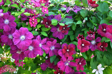 Clematis flowers blooming and climbing in the garden
