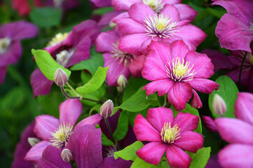 Close up of pink clematis blooming in the garden