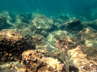 Naklejka na ściany i meble Vista subacquea del fondale di Acitrezza con rocce e coralli 1931