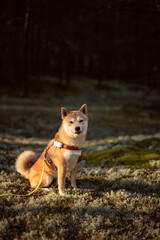 Naklejka na ściany i meble Shiba inu dog is is sitting on the moss in the pine forest on sunny morning
