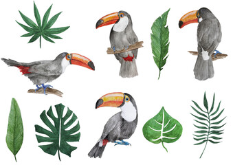 Tucan jungle leaves watercolor illustrations © johnesorge