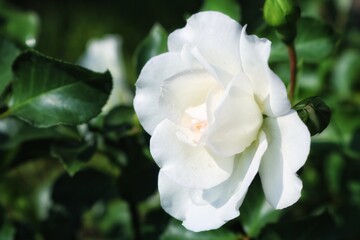 Obraz na płótnie Canvas White rose on a green background grade Aspirin