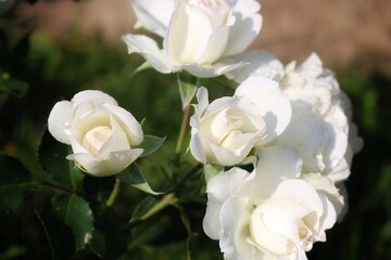 
White rose on a green background grade Aspirin