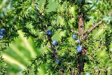 
Branches of juniper ordinary Hibernik